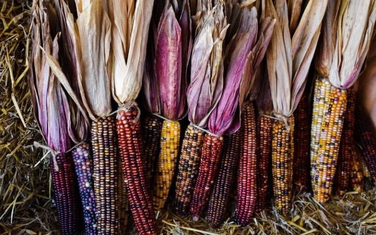 The 11 Best Sweet Corn Varieties to Grow in Your Garden