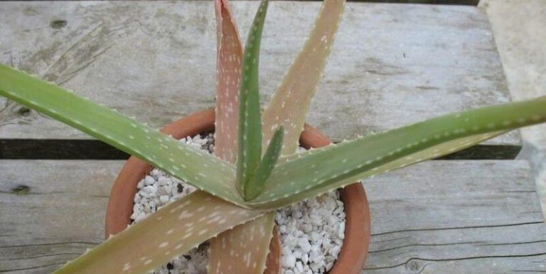 Why Is your Aloe Plant Turning Brown & How To Fix This