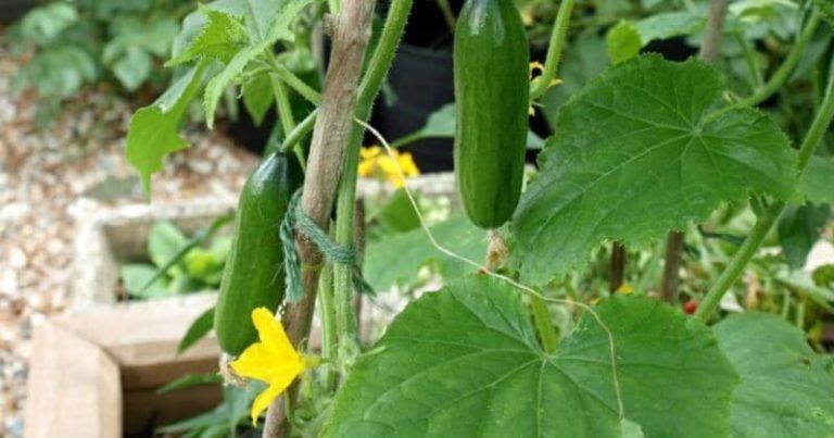 Everything You Need to Know About Growing Cucumbers In Pots