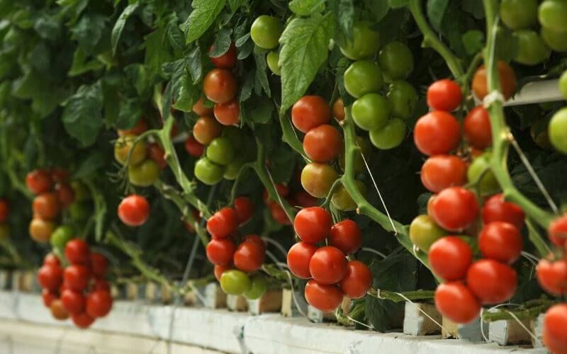 Hydroponic Tomatoes How To Grow