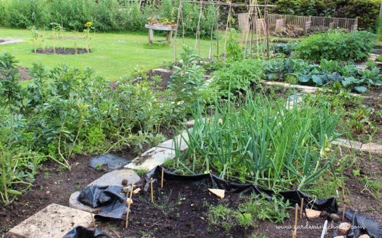 25 Shade-Tolerant Vegetables And How To Grow Them in A Shady Garden Space
