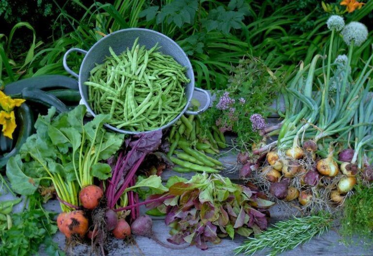 13 Vegetables To Plant In Fall For An Early Spring Harvest