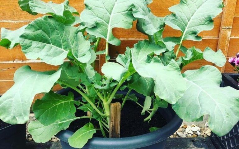 The Beginner’s Guide To Planting And Growing broccoli in containers