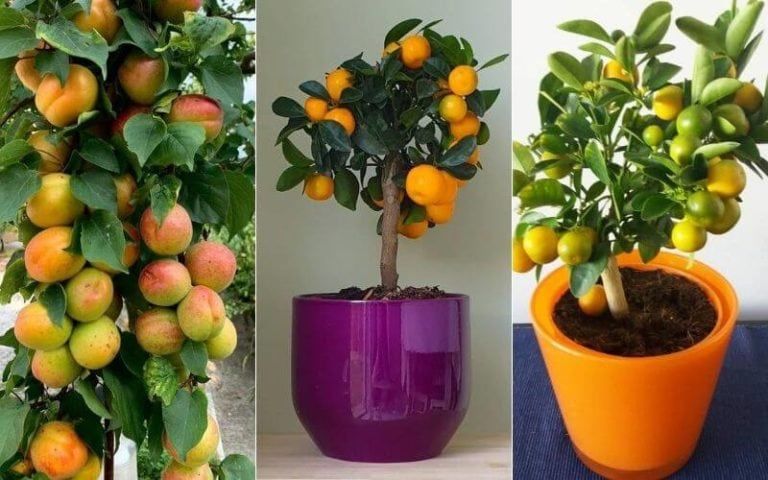 15 Best Indoor Fruit Trees that will thrive inside your living room