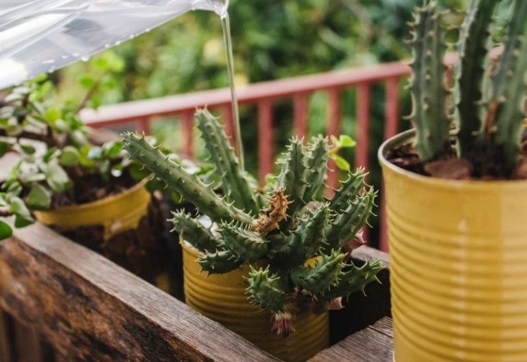 How Often Should You Water A Cactus Plant?