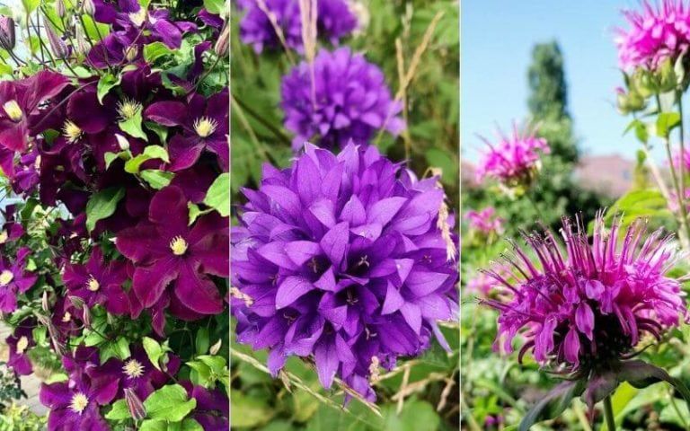 25 Gorgeous Purple Perennial Flowers That Will Bloom Forever