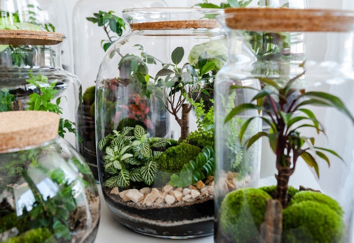Terrarium Plants: 20 Types Of Miniature Plants For Terrarium (Open