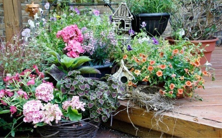 Potted Shade Flowers: 20 Great Shade-Loving Plants For Containers
