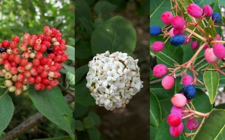 Types Viburnum Shrubs: 13 Amazing Viburnum Plant Varieties For Your Garden