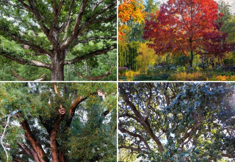 19 Different Types of Oak Trees With Photos for Identification