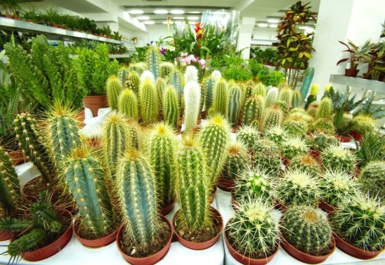 How Fast Do Cactus Grow?(How To Make It Grow Faster)