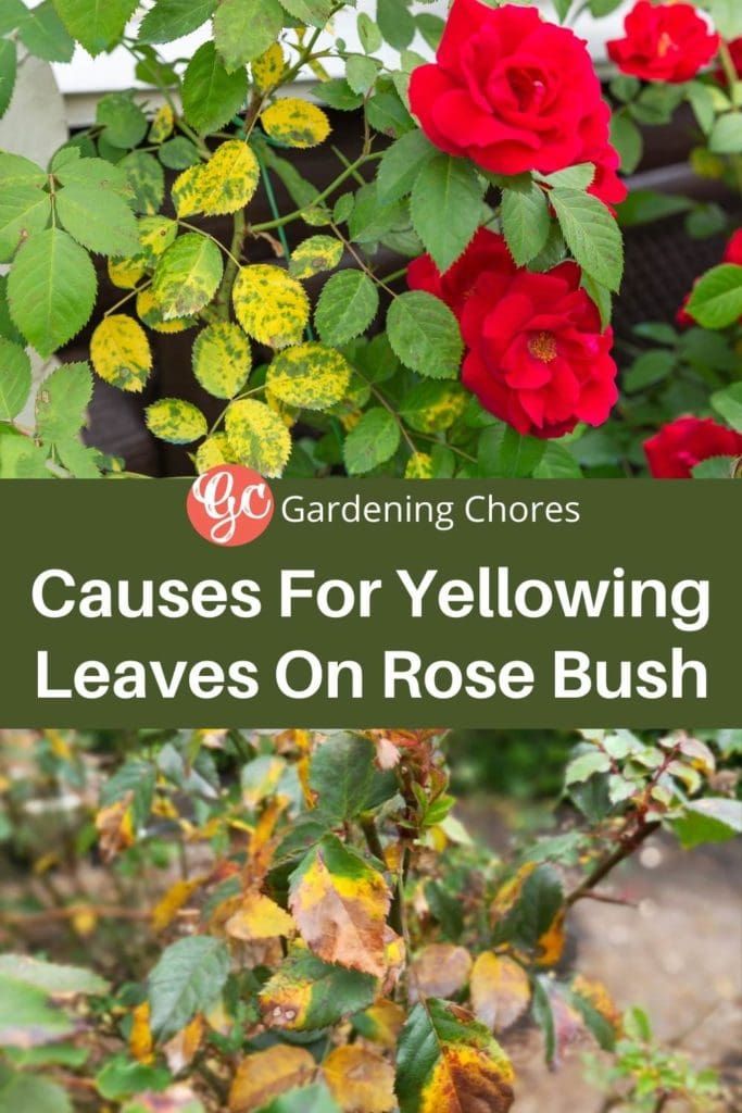 7 Reason For Rose Leaves Turning Yellow & What To Do About It