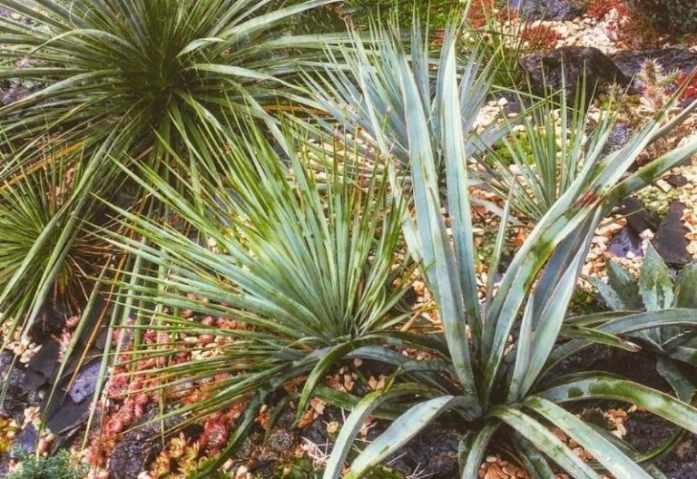 19 Unusual Yucca plant Varieties With care tips