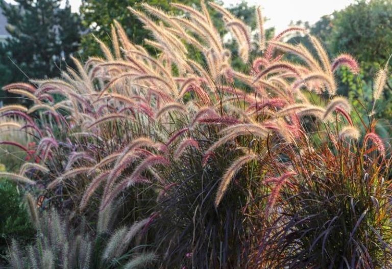 23 Gorgeous Ornamental Grasses for Adding Year-Round Interest to Your Landscape