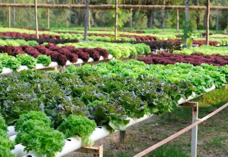22 Best Plants (Vegetables, Herbs, And Fruits) To Grow With Hydroponics