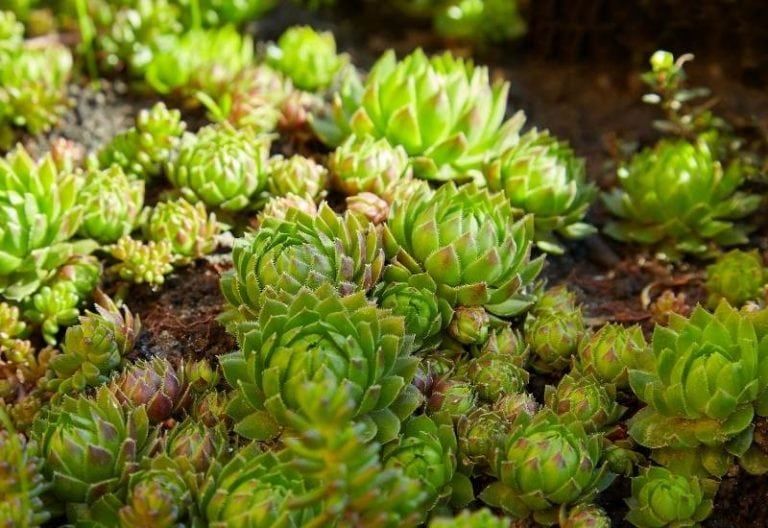 15 Great Succulent Ground Covers for Lush, Low-Water Gardens