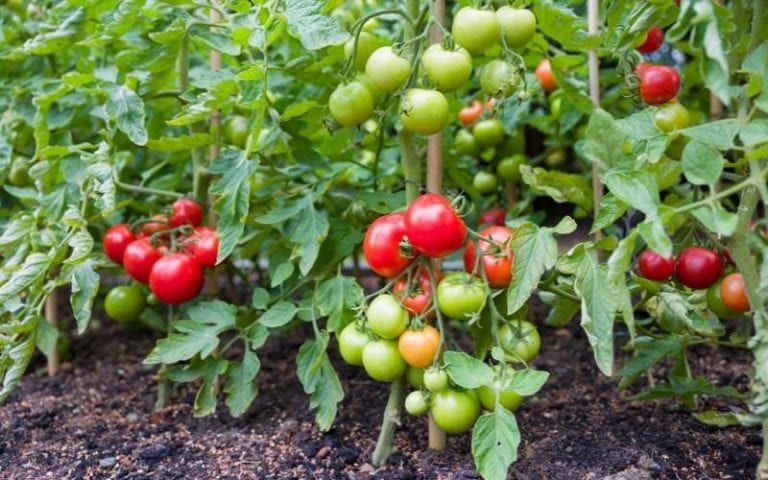 How to Choose the Most Disease Resistant Tomatoes for Your Garden