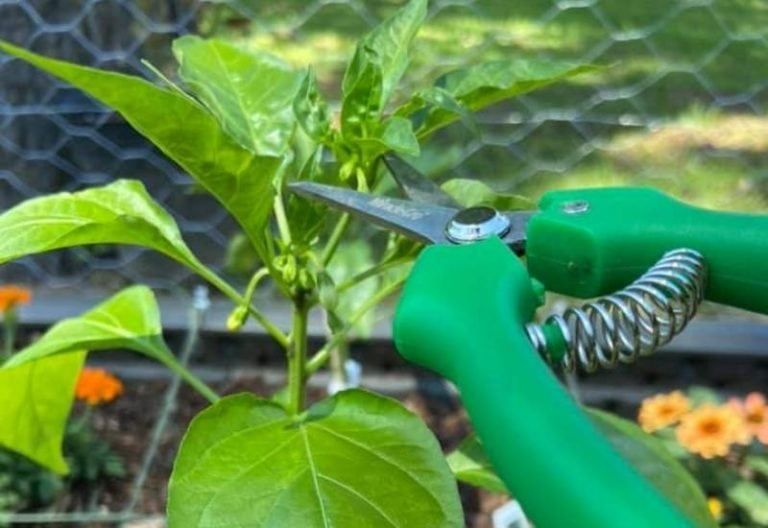 How and When to Prune Pepper Plants For Earlier Harvests, Higher Yields & Healthier Plants
