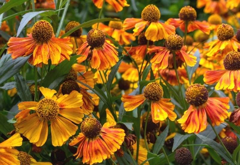 15 Tall Perennial Flowers To Add Vertical Interest To Your Garden