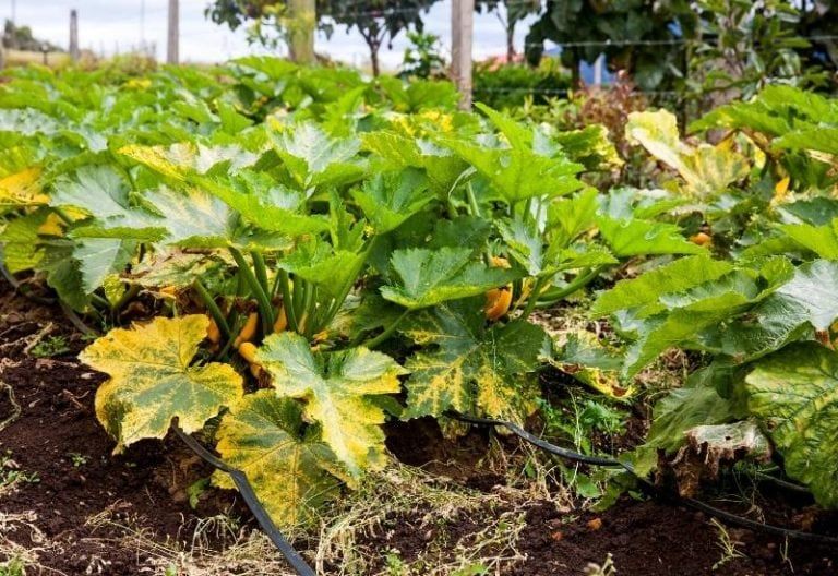 6 Reasons Your Zucchini Leaves Are Turning Yellow And What To Do About It