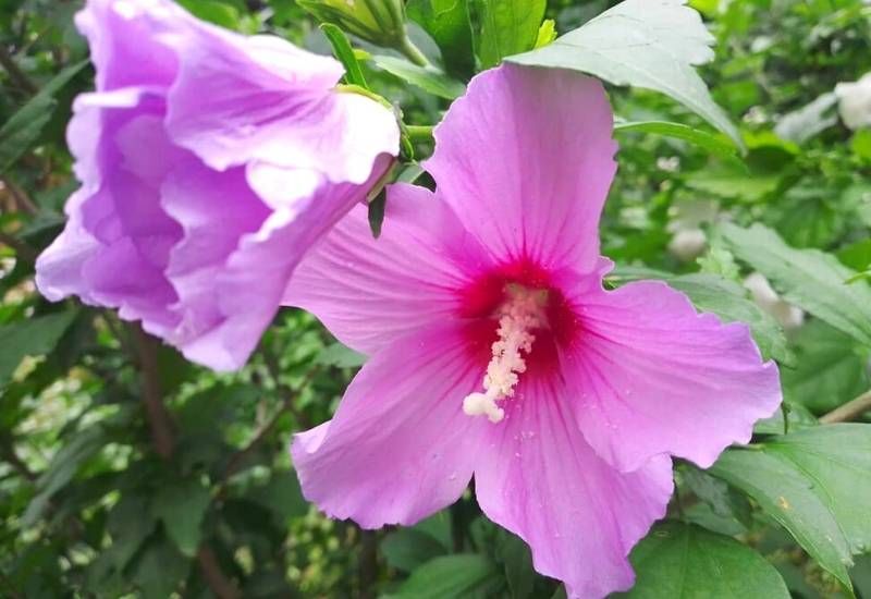 14 Stunning Rose Of Sharon Varieties For Adding Late-Summer Color