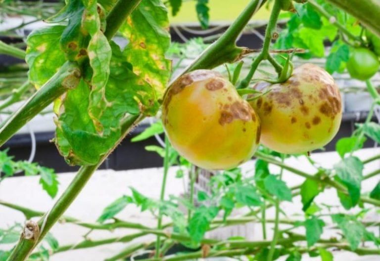 How to Identify, Treat and Prevent Early Blight on Tomato Plants