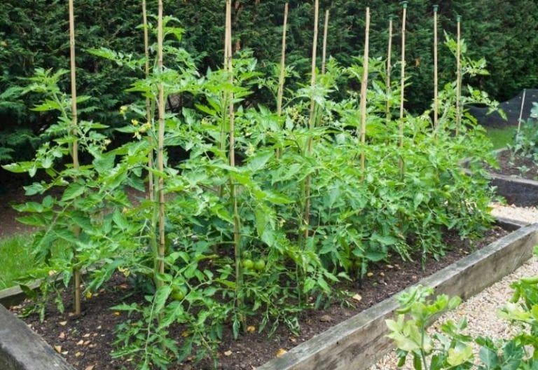 How to Grow Tomatoes in a Raised Garden Bed