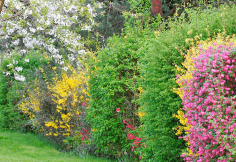 12 Most Beautiful Flowering Shrubs for Making Colorful Privacy Hedges