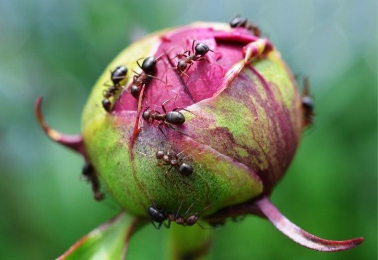 What Are These Ants Doing On My Peonies? And How To Get Ants Off Cut Flowers