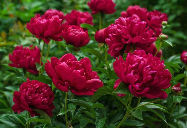 12 Gorgeous Varieties Of Flowers That Look Like Dahlias