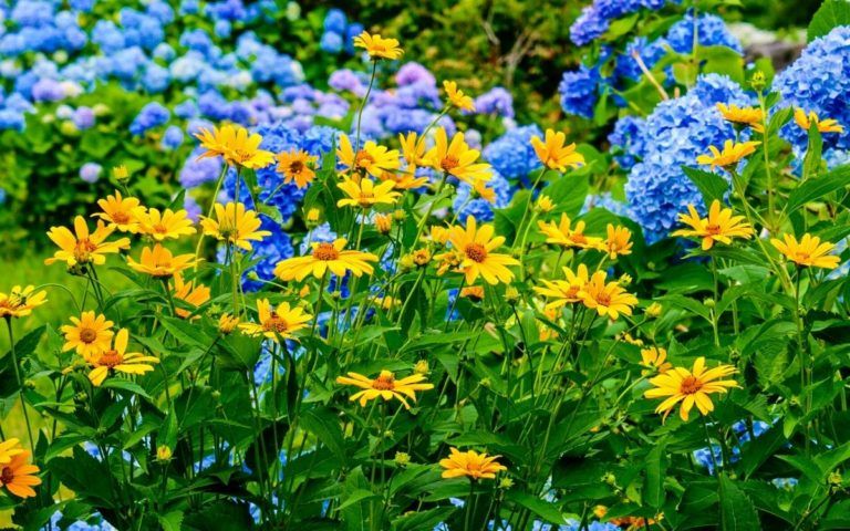 12 Stunning Coreopsis Varieties to Fill Your Garden with Color All Summer