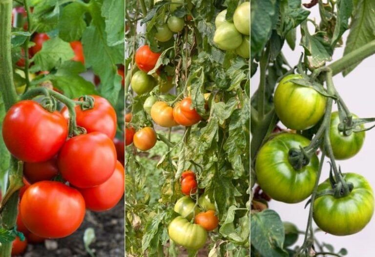 28 Varieties of Indeterminate Tomatoes to Plant in Your Garden This Year