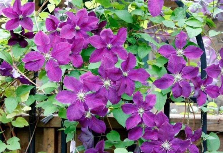 Clematis Types and the Best Varieties for Early, Repeat and Late Season Blooms