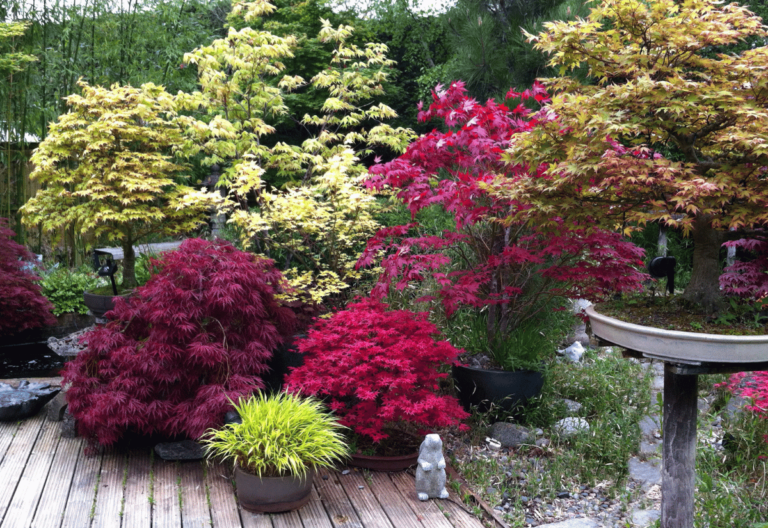 14 Dwarf Japanese Maple Varieties For Small Gardens Or Containers