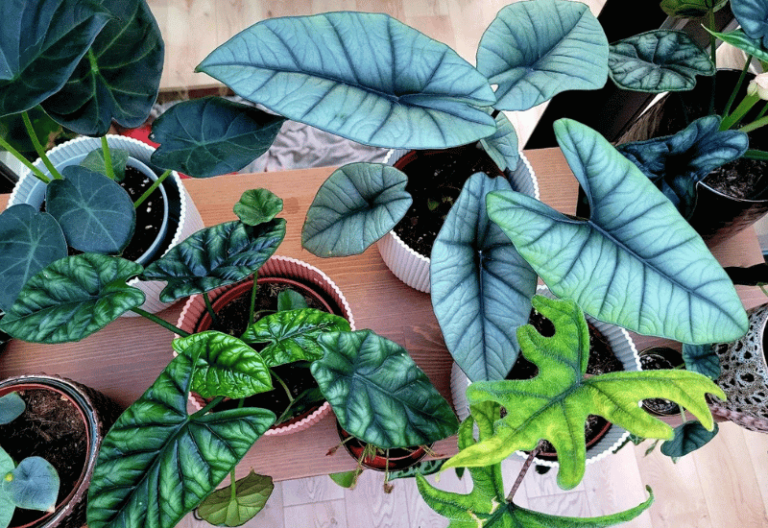 15 Super Exotic Alocasia Varieties for Your Garden and Indoor Spaces