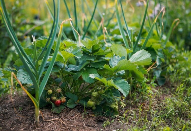 Strawberry Companion Plants: 30 Vegetables, Herbs And Flowers To Pair With Strawberries