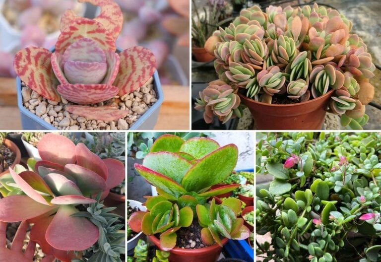 25 Types of Kalanchoe Varieties to Add to Your Plant Collection