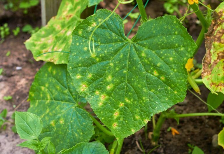 Yellow Spots on Cucumber Leaves? Here’s How to Identify the 7 Most Common Causes and Fix Them