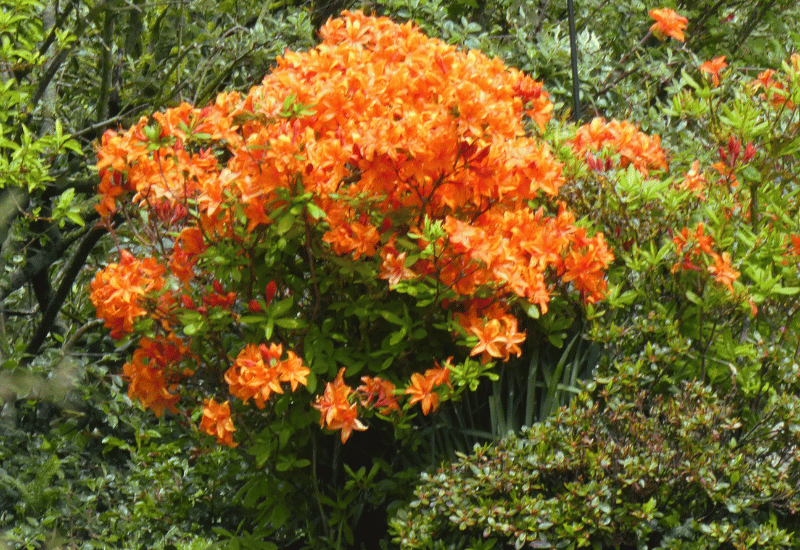 12 Orange Flowering Shrubs To Add