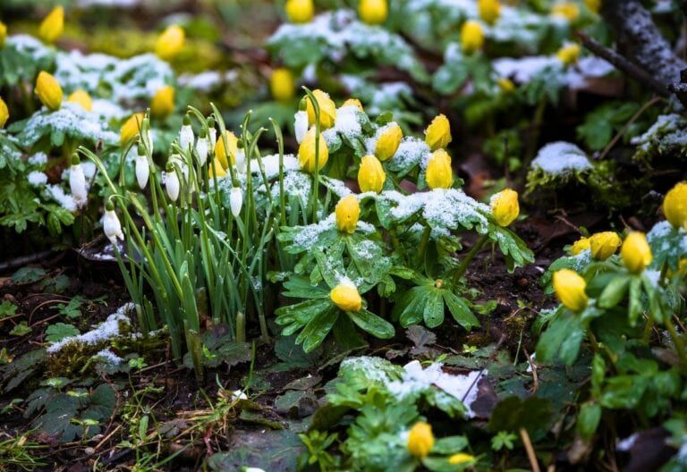 8 Winter Flowering Bulbs and When to Plant Them to Brighten Your Snowy Garden