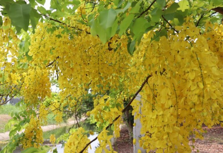 12 Cassia Tree Varieties to Grace Your Garden with Their Blooms, Foliage and Pods