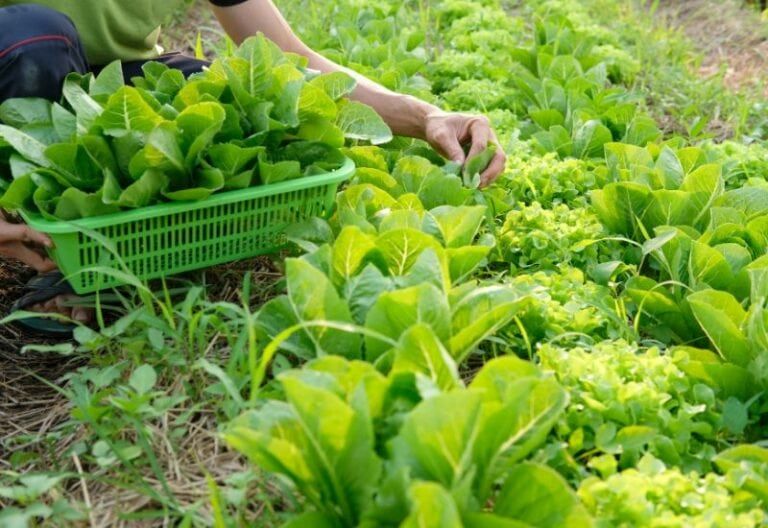 Grow, Pick, Repeat: Learn the Secrets to Harvesting Fresh Lettuce to Keep It Regrowing