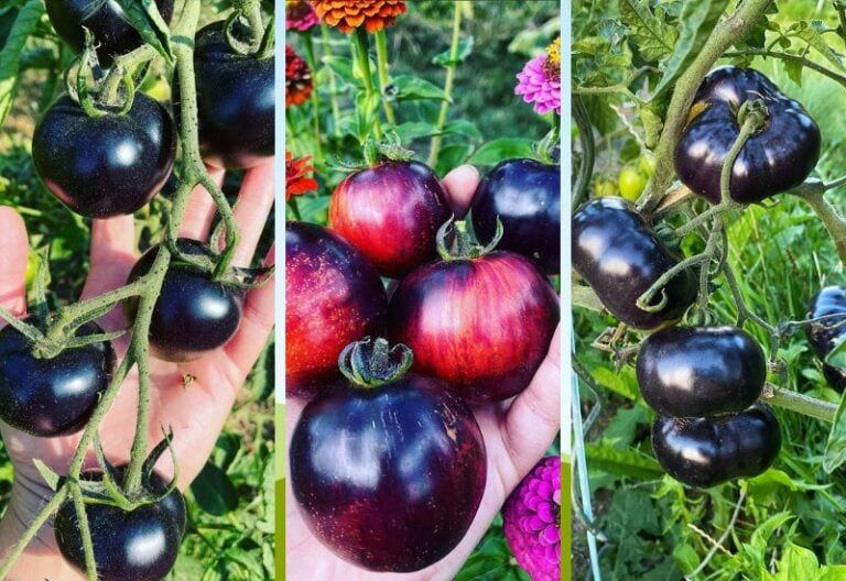 13 Black and Almost-Black Tomato Varieties You Must Grow