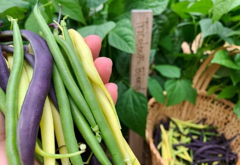 14 Incredible Bush Beans Varieties for the Home and Market Garden