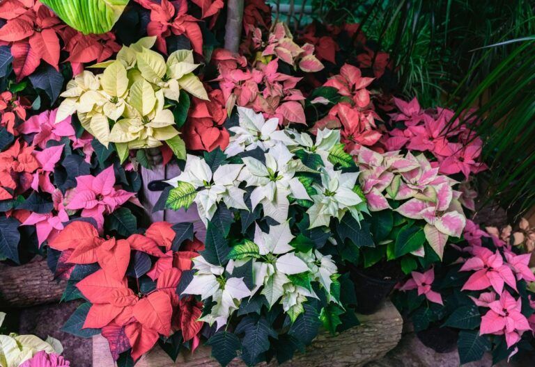 25 Poinsettia Varieties That Add Christmas Vibes to Your Winter Home or Garden