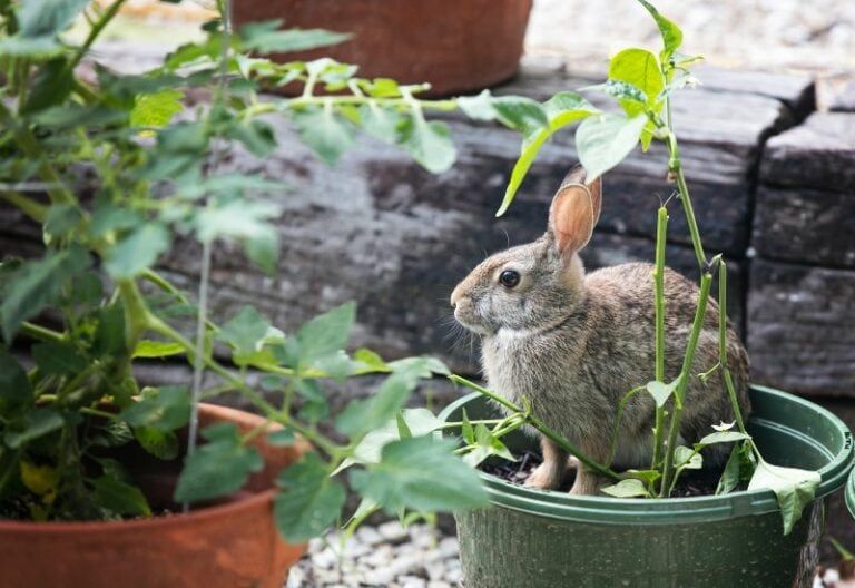 11 Ethical And Effective Ways To Stop Rabbits From Eating Your Pumpkin Plants