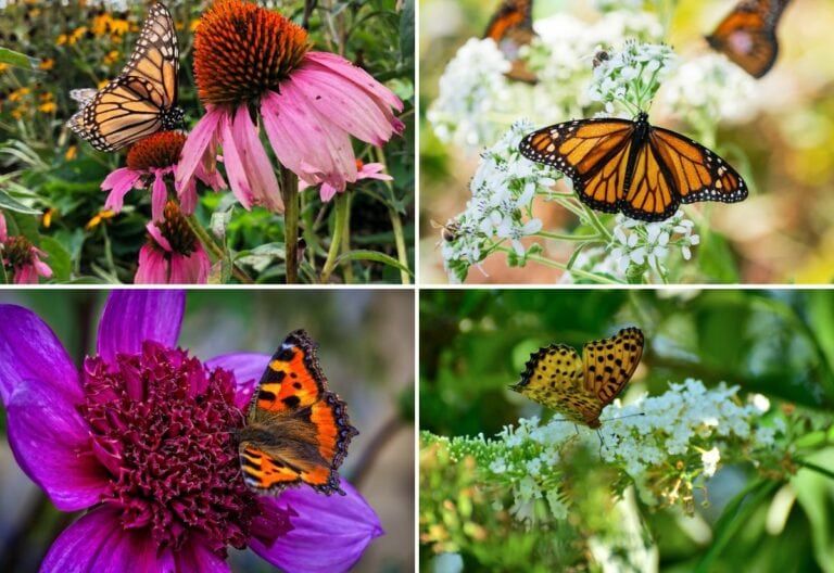 15 Attractive Flowers That Guarantee a Butterfly Extravaganza in Your Garden