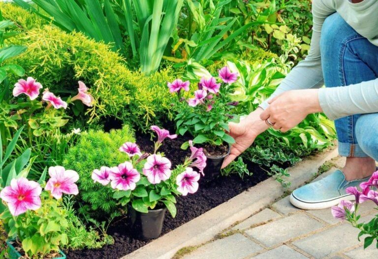 18 Companion Plants That Will Thrive Alongside Petunias (And 5 to Keep Your Distance From!)