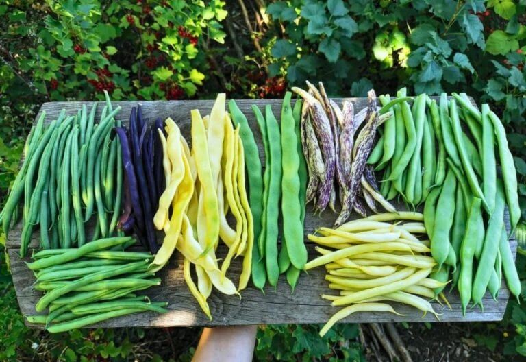 11 Must-Grow Pole Bean Varieties to Supercharge Your Garden
