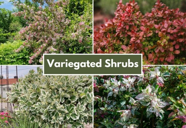 20 Stunning Shrubs With Variegated Foliage to Turn Your Landscape Into a Work of Art